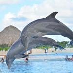 Dolphin Discovery Encounter