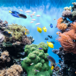 Monterey Bay Aquarium