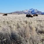 Antelope Island State Park
