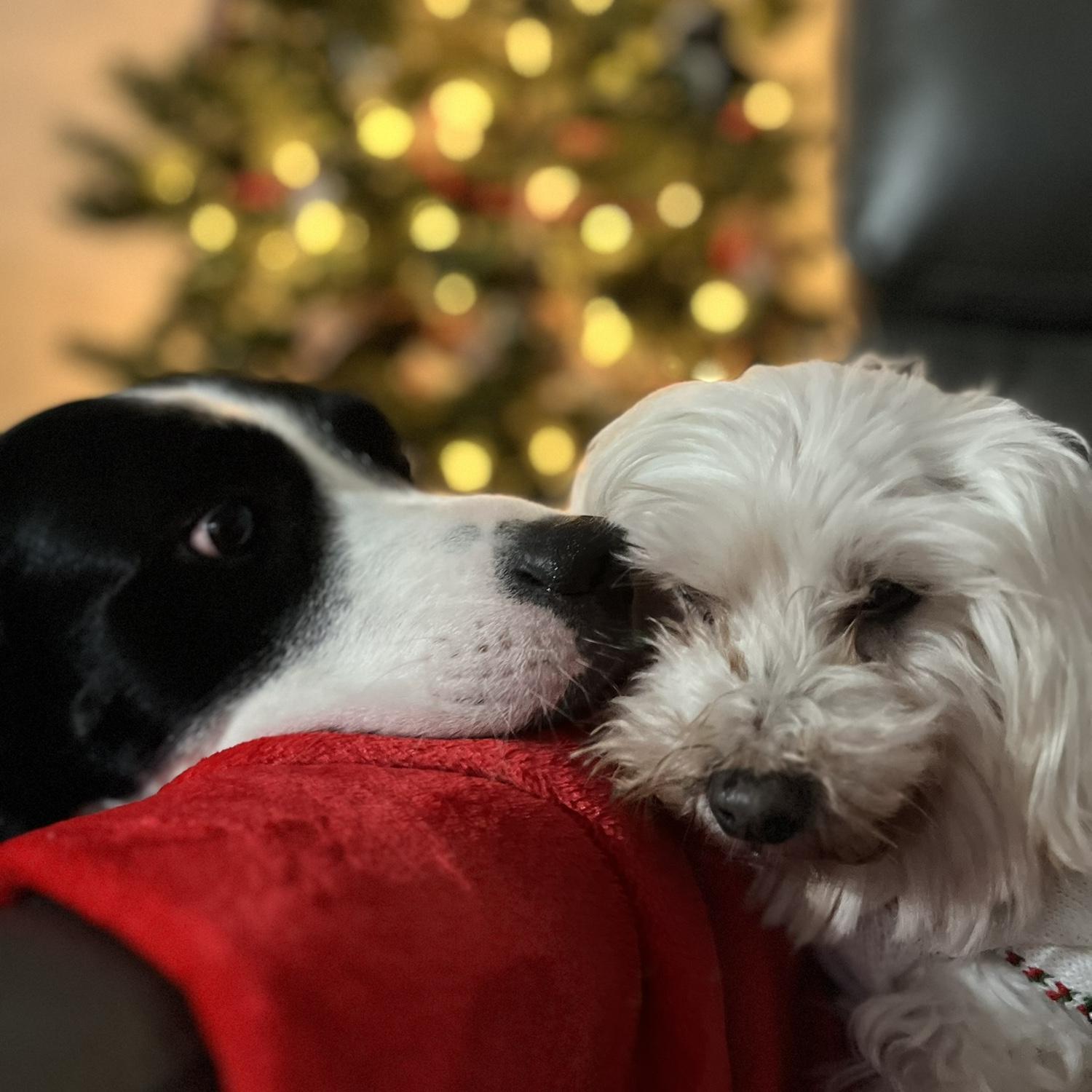 Our favorite creatures