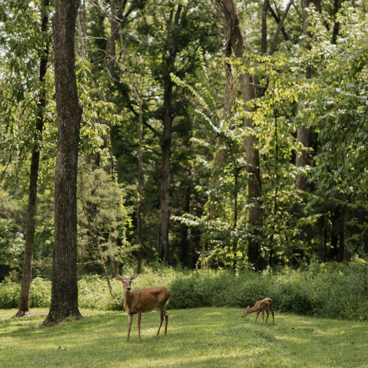 some deer visited us at the engagement!