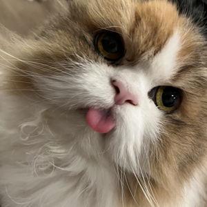 Pet Fund