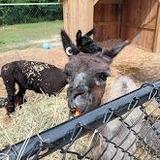 Red River Gorge Petting Zoo