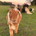 No Regrets Flower Farm & Animal Sanctuary