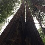 [Day Trip] Muir Woods National Monument