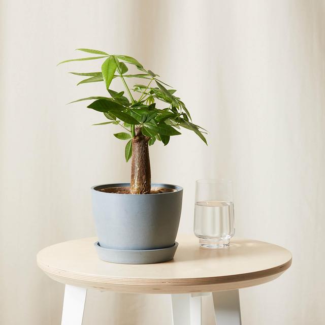 Mini Money Tree with Stone Pot