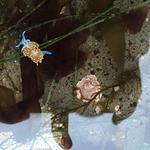 Davenport Landing Beach