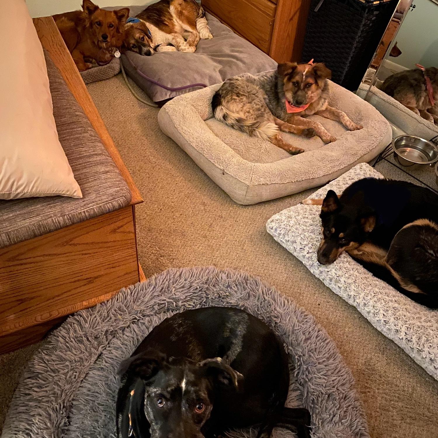 Packed house! Chloe, Beans, Toko, Misha, Beau