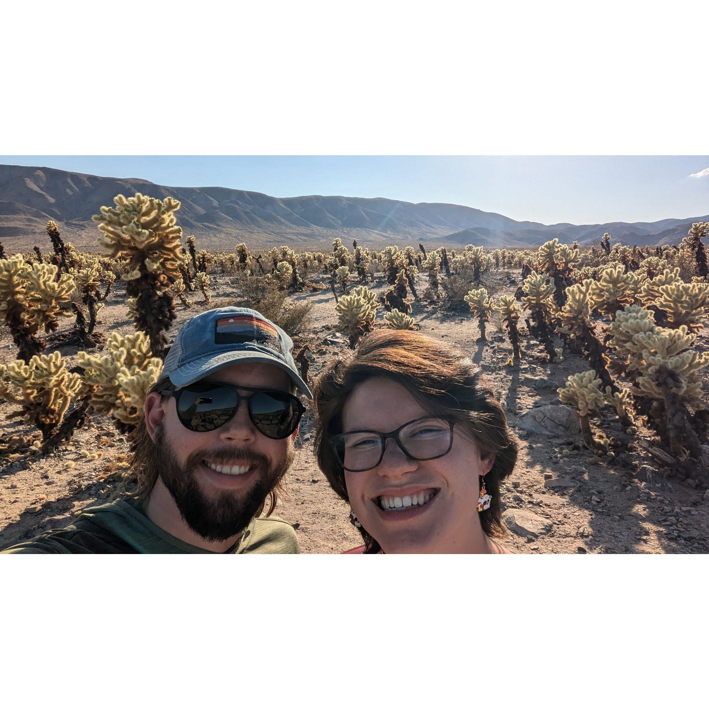 Cholla Garden at Joshua Tree