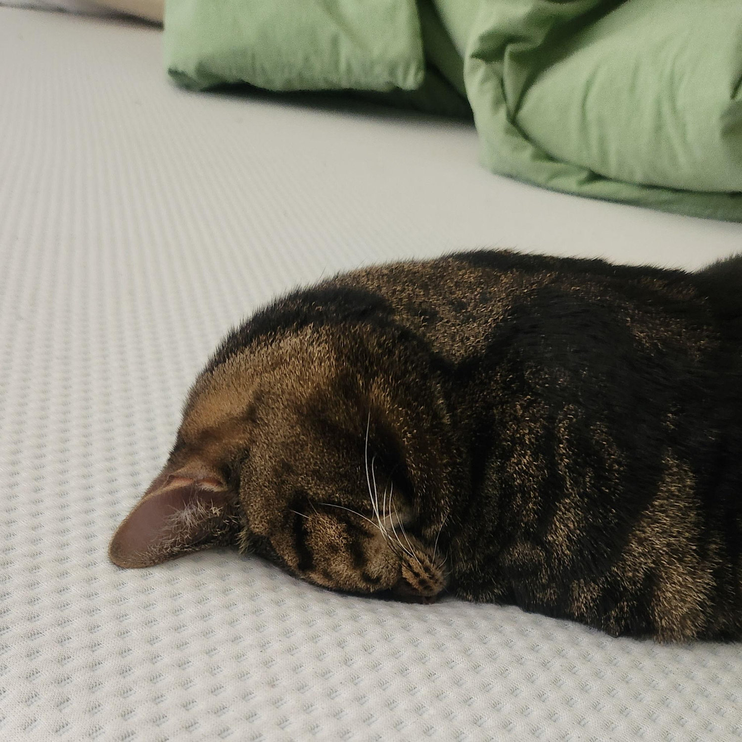 Rue in her patented nap position