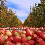 Boa Vista Orchards