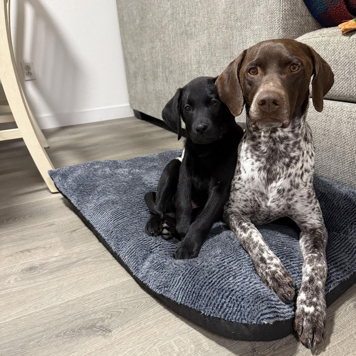Our fur babies. Duke- German Shorthair Pointer, Buddy- Lab
