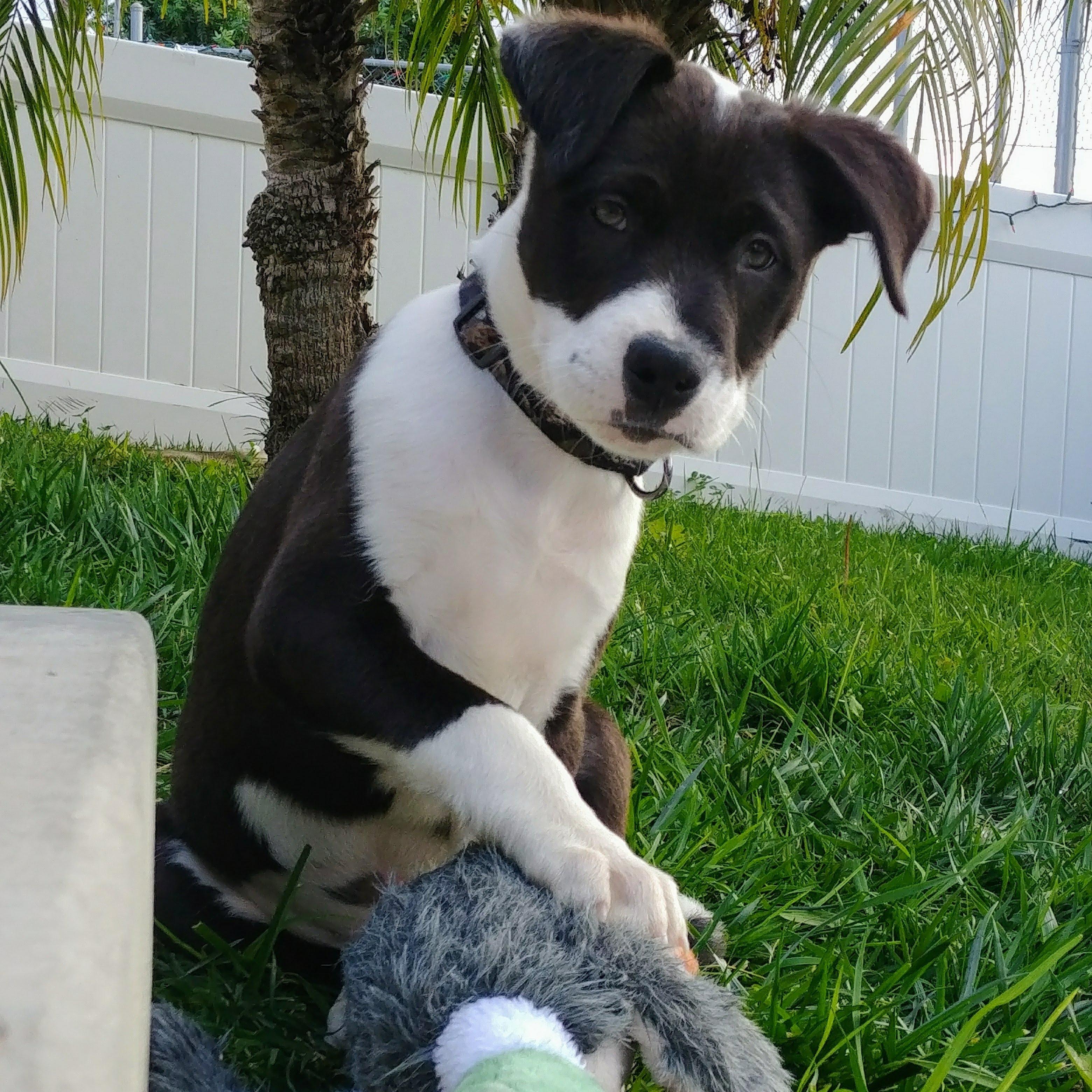 When we brought home our baby boys best friend, Captain America.