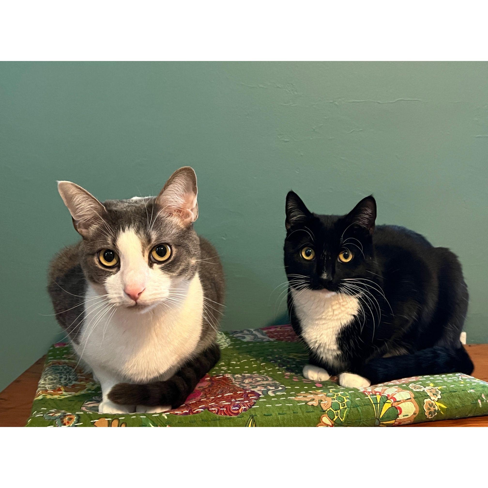 Linus and Lula