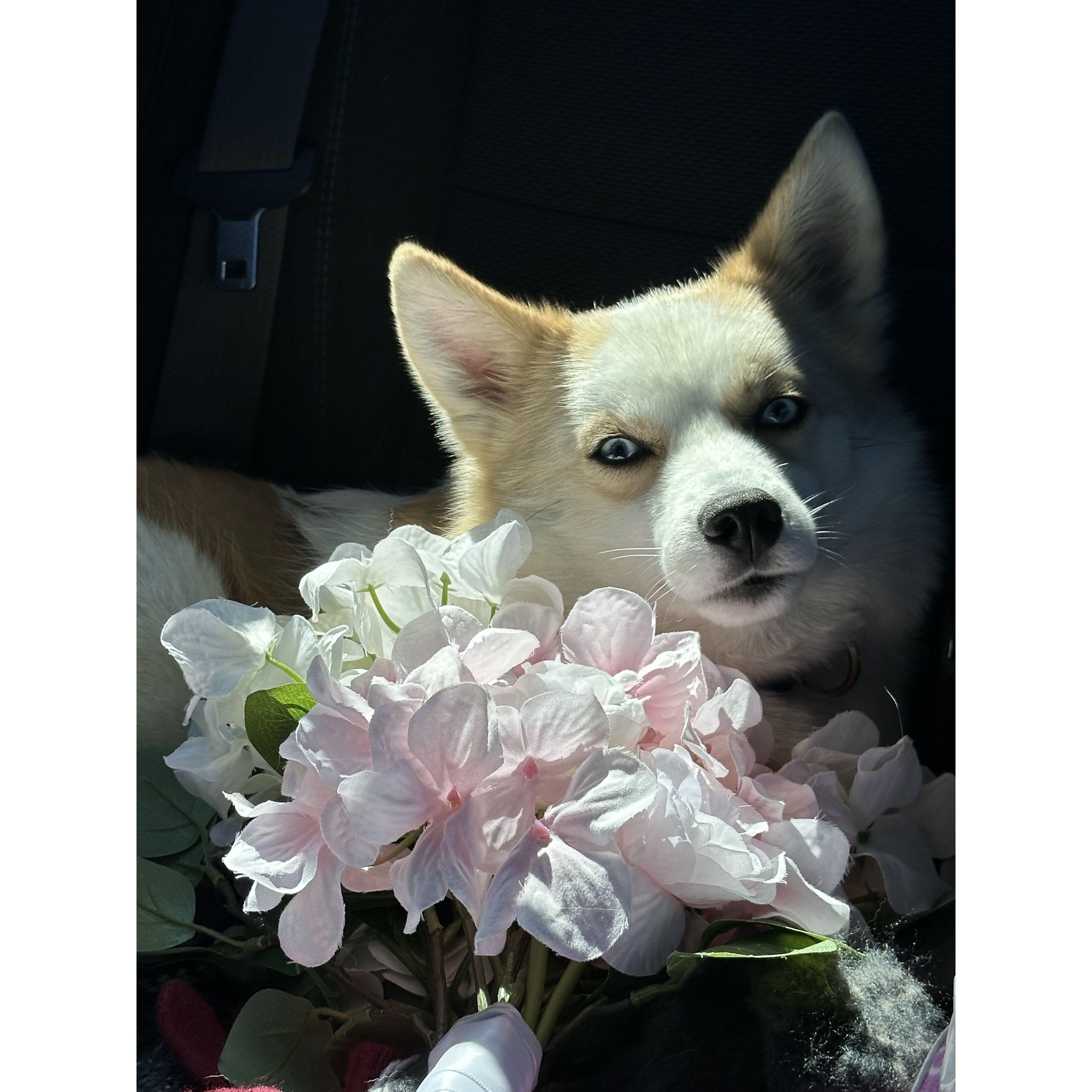 Like any good dog parents, we have to share our cutie!