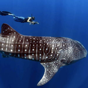Swim With Whale Sharks On Our Honeymoon!