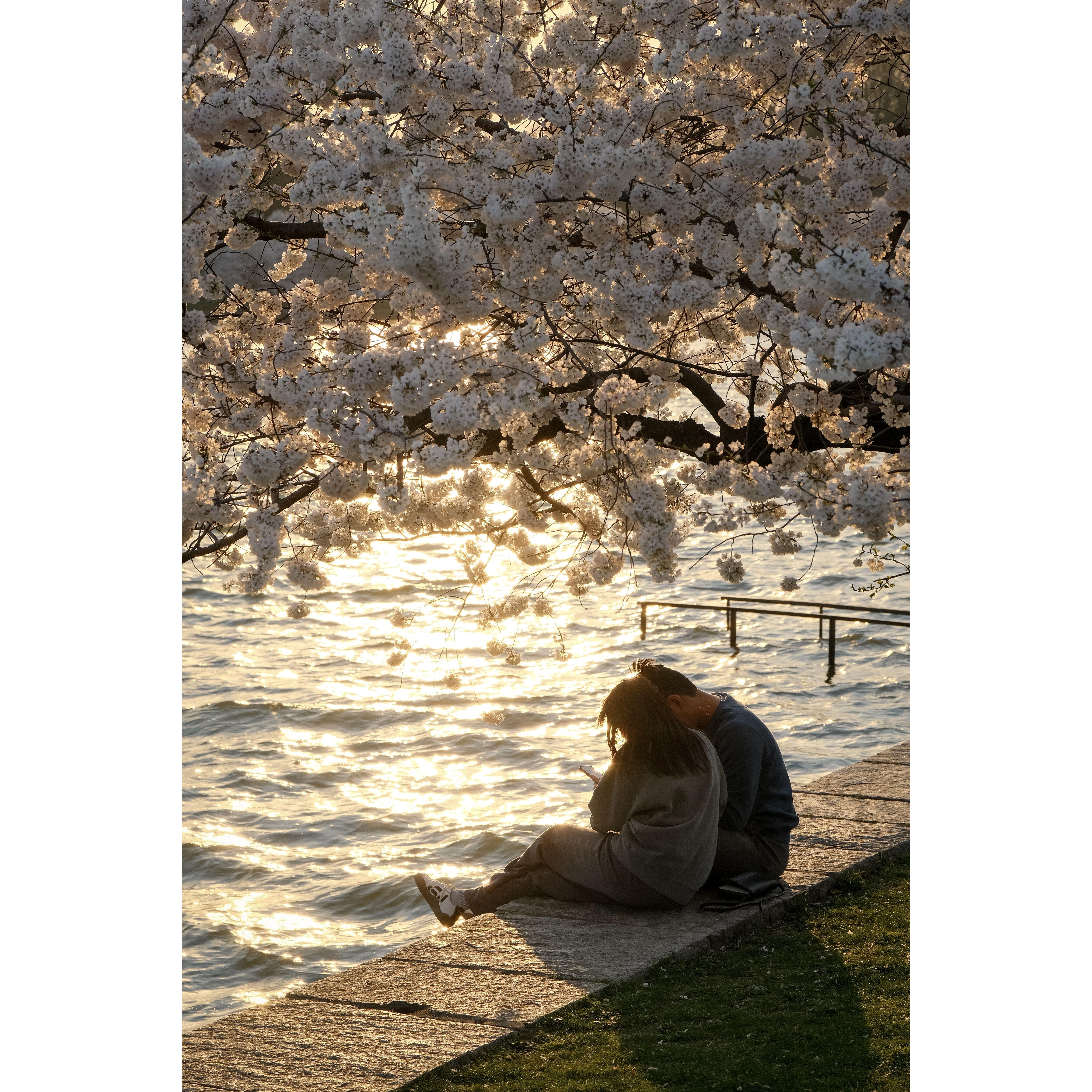 We were just sitting under the cherry blossoms in DC when a random guy took this photo and then sent it to us.