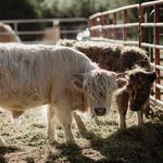 Farm Animals