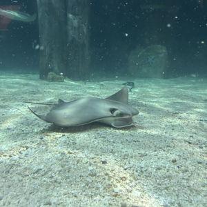 Aquarium Membership Fund