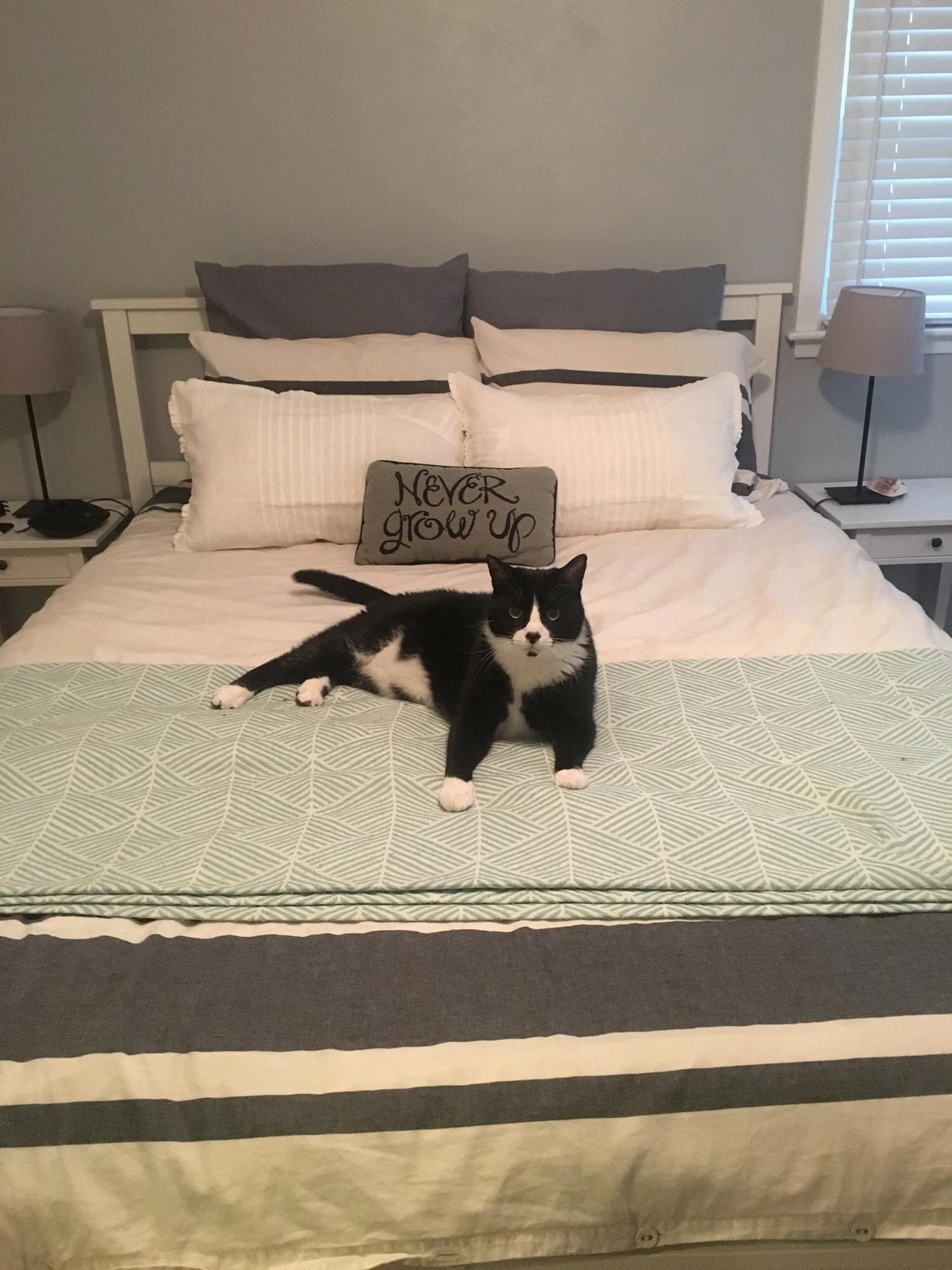 Our big boy, Dingus.