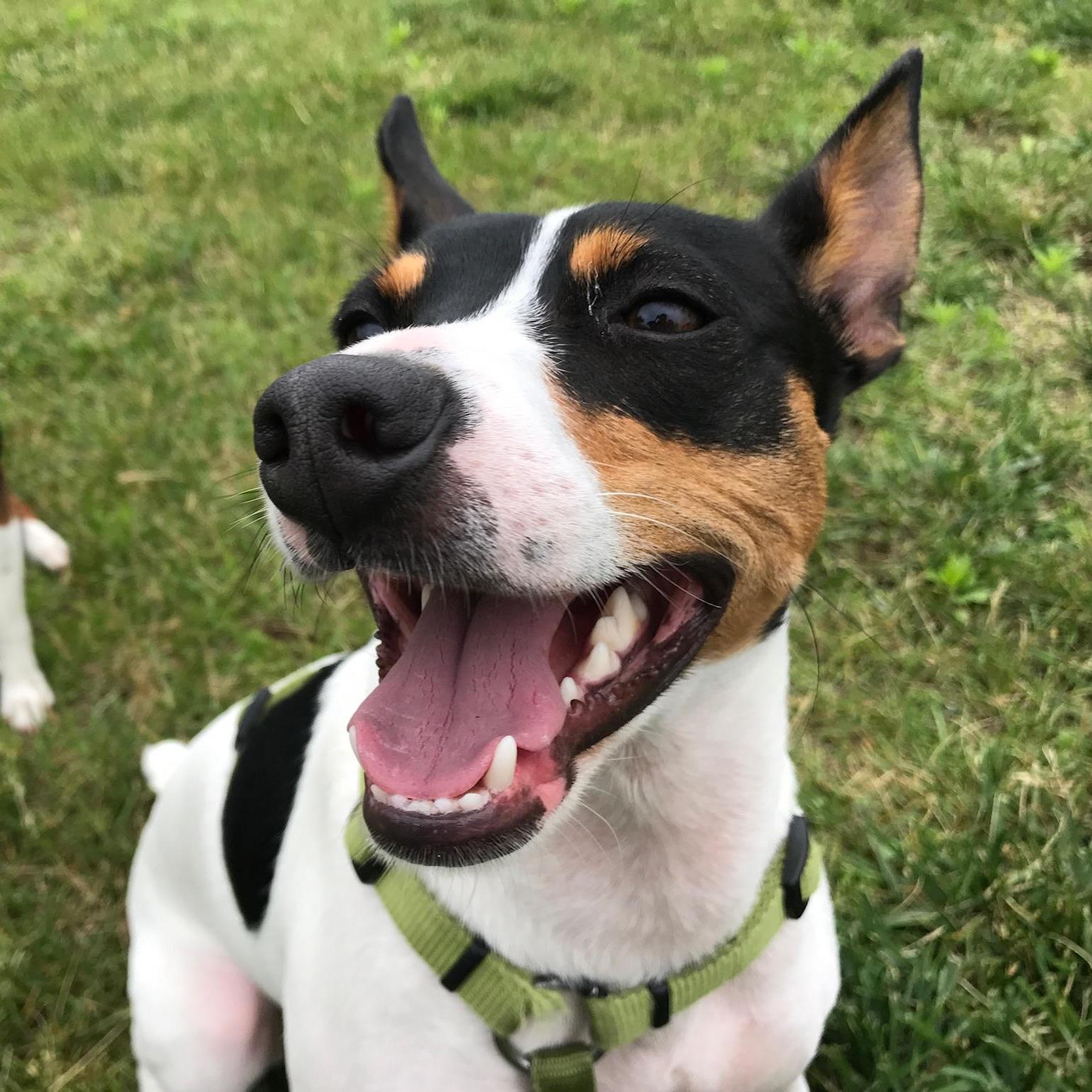 Finley The Bold