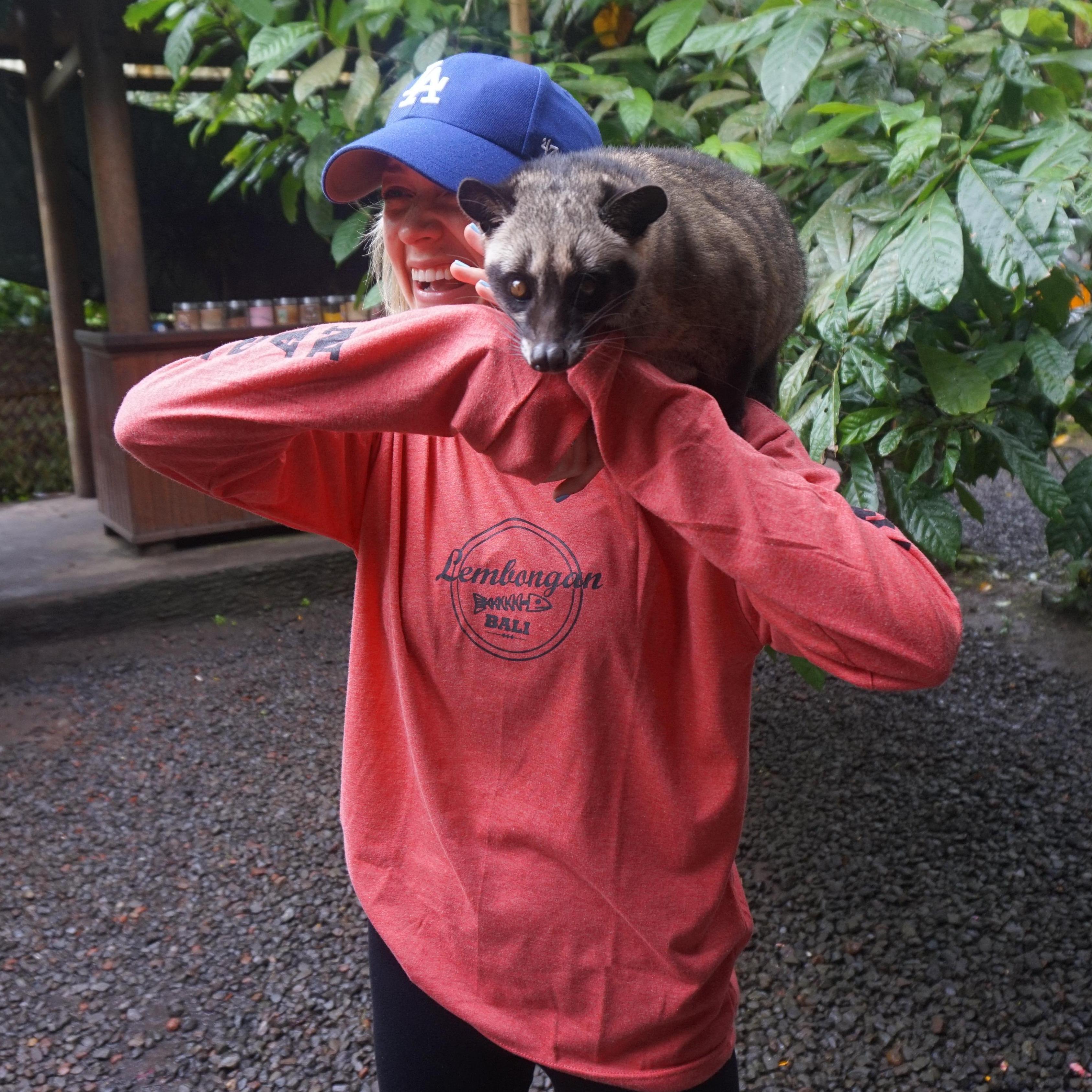 Luwak, the cat that poops out the worlds most expensive coffee beans! Bali-poo-pachino.