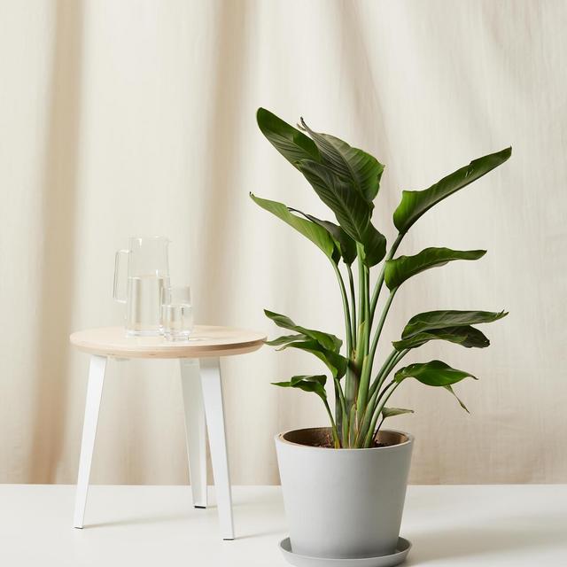 Buy Large, Potted Bird of Paradise Indoor Plant | Bloomscape