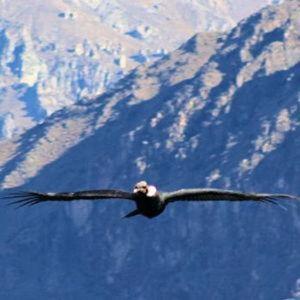 Trek in Colca Canyon