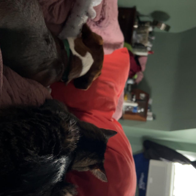 Emergency Pet Fund