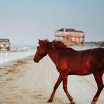 Corolla Wild Horse Tours