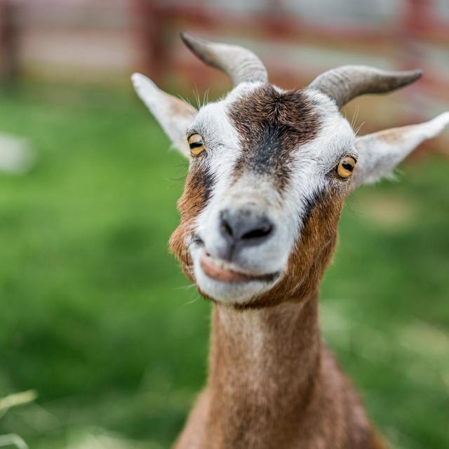 Goat - doe