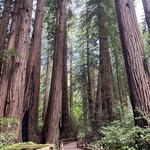 Muir Woods National Monument