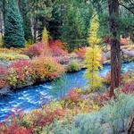 Shevlin Park