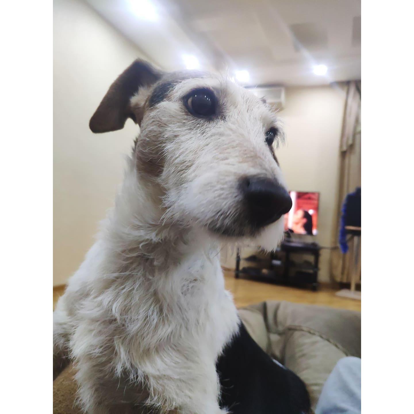 Oleg's dad, Sveta and Polina's pup, Ray.