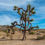 Joshua Tree National Park