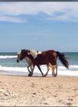 Assateague Island
