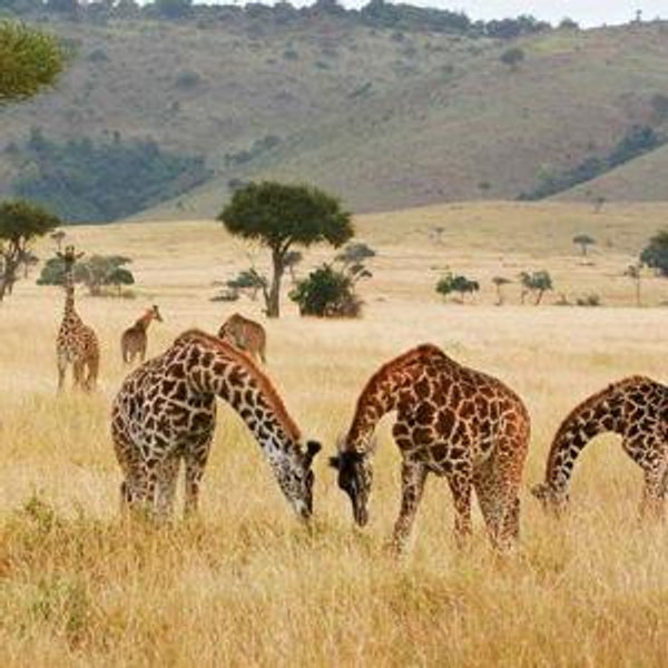 Kenya & Tanzania Safaris