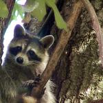 BREC's Bluebonnet Swamp Nature Center