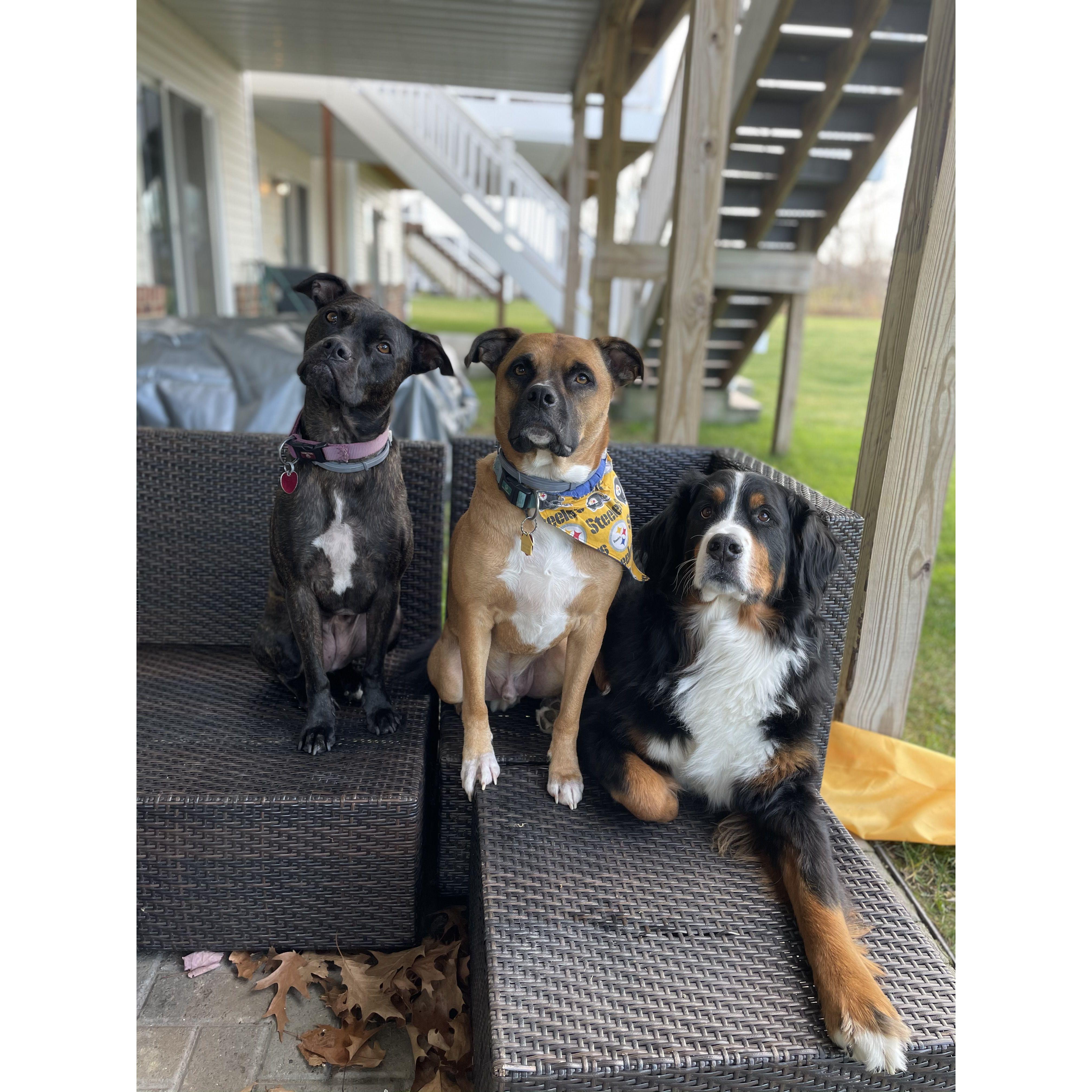 Nox, Lumos, and Beau's first pack pic