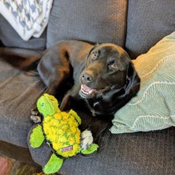 Pet Toy Fund