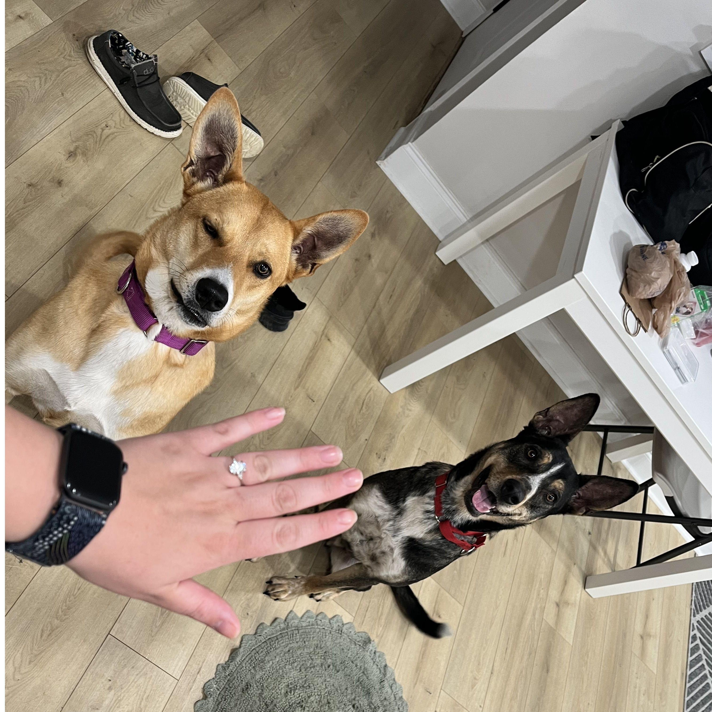 Showing the pups mom’s new ring! Red River Gourge 2023