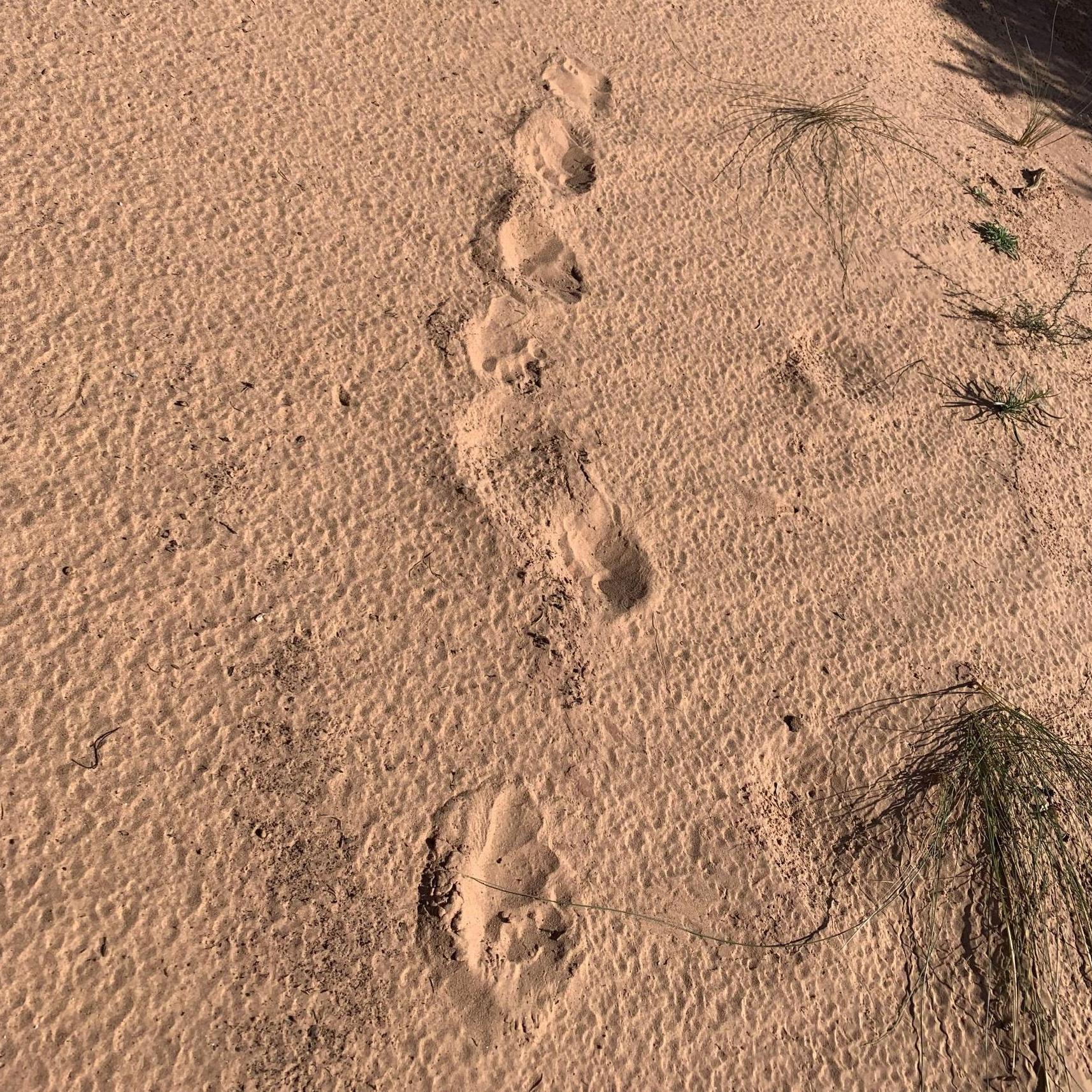 Following the bears. Noticeably absent - human footprints.