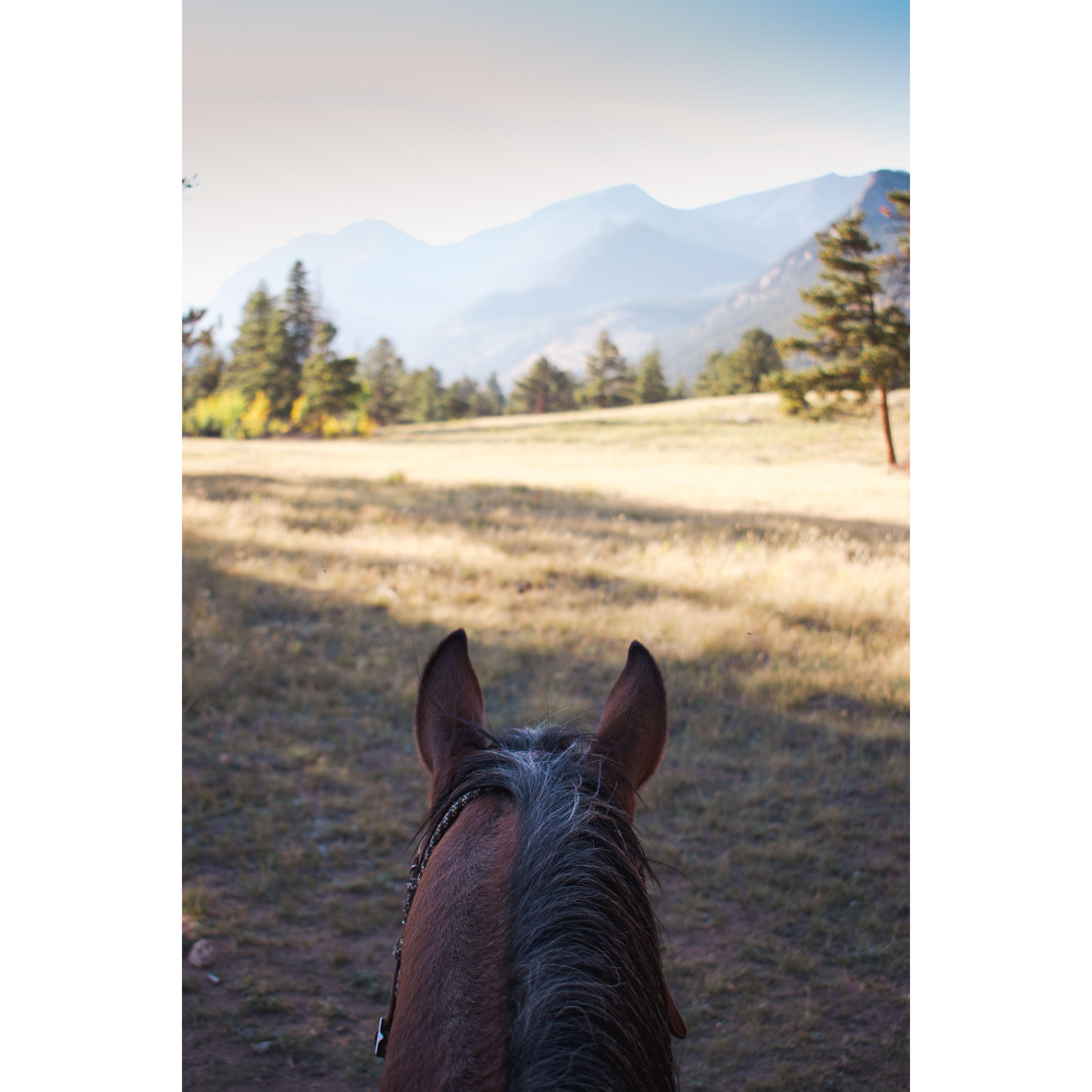 Apparently, we were the third proposal the wrangler had helped with, and until us, he had had one yes and one no. Let's just say he was relieved to have a less awkward ride back this time.