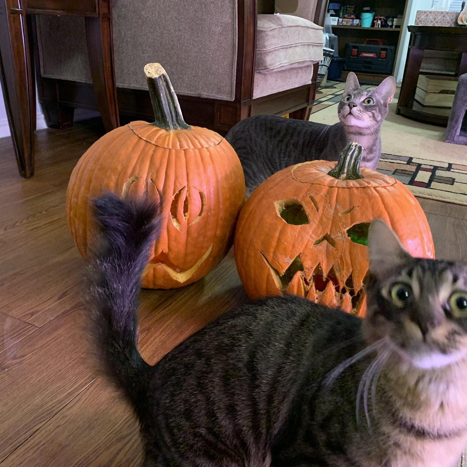 New kitties / gatitos nuevos: Blue & Kenzo!