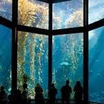 Monterey Bay Aquarium