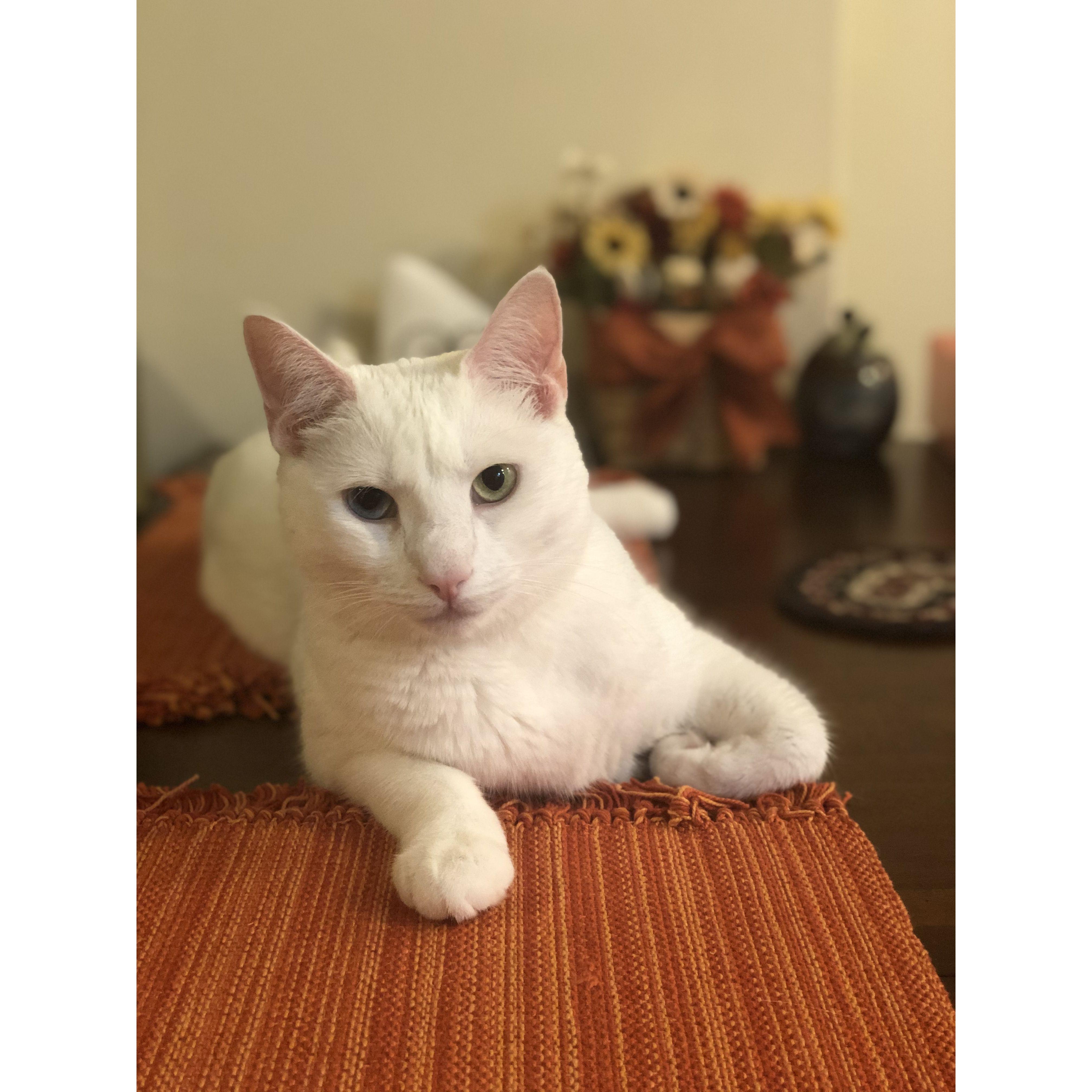 Our cat Lucy