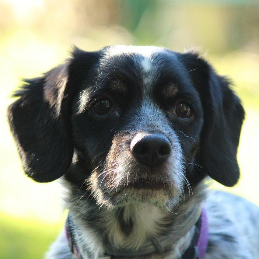 Our OG baby girl, Lucy.