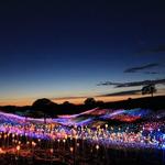 Bruce Munro: Light at Sensorio