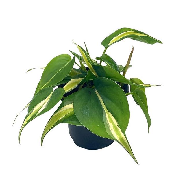 BubbleBlooms Philo Silver Stripe, 4 inch Variegated Philodendron Hederaceum Cordatum Heartleaf