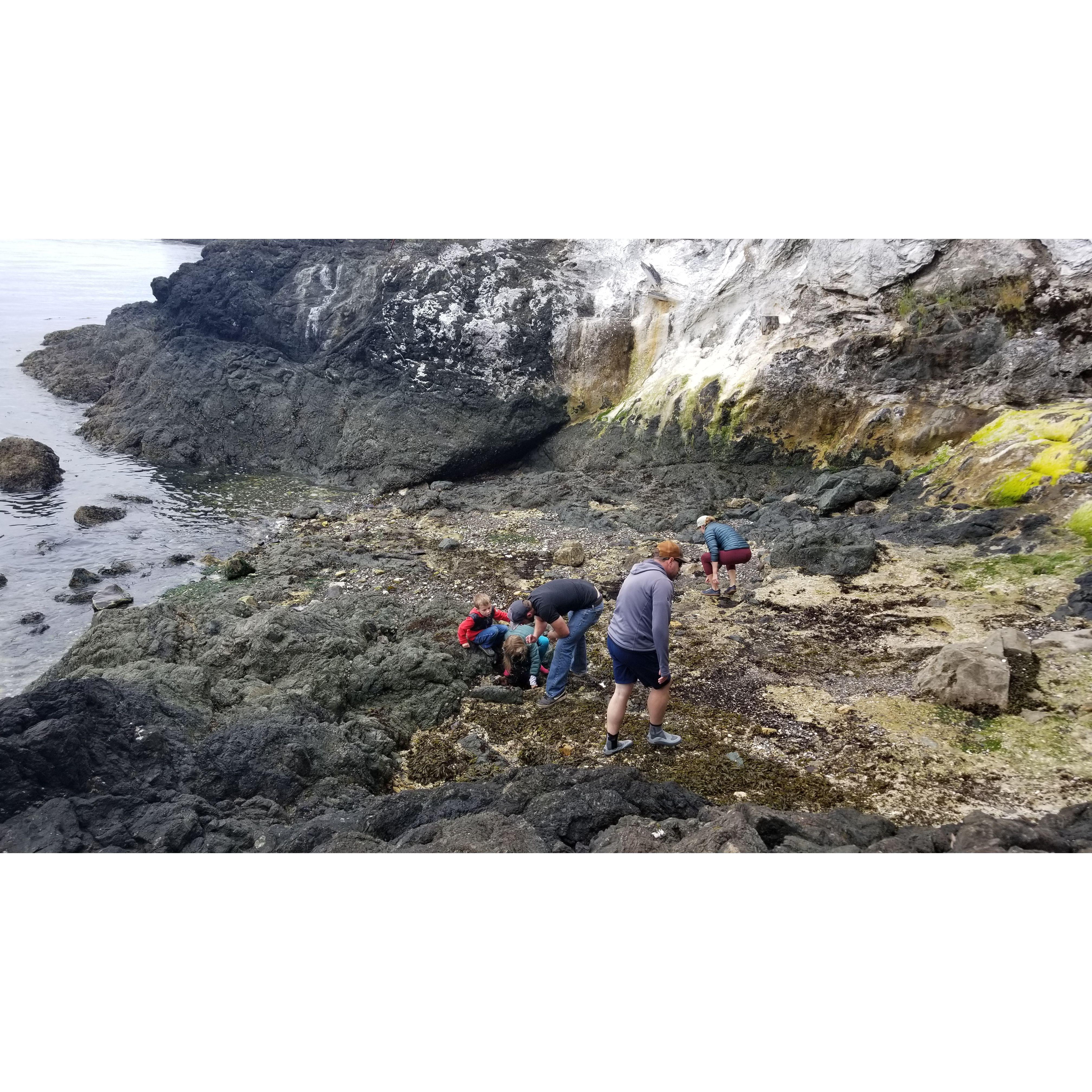 Tide pools!